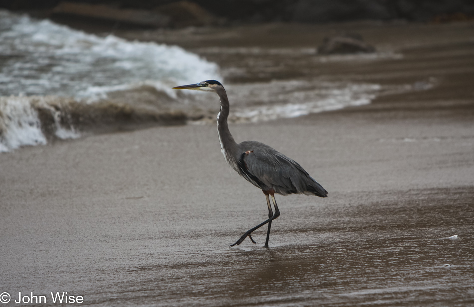 Heron in Santa Barbara, California