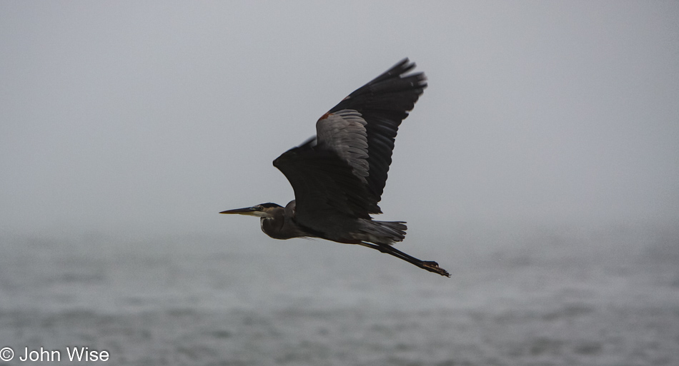 Heron in Santa Barbara, California