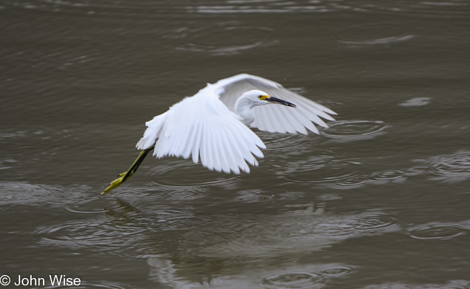 Great white heron at the Goleta Slough near Santa Barbara, California