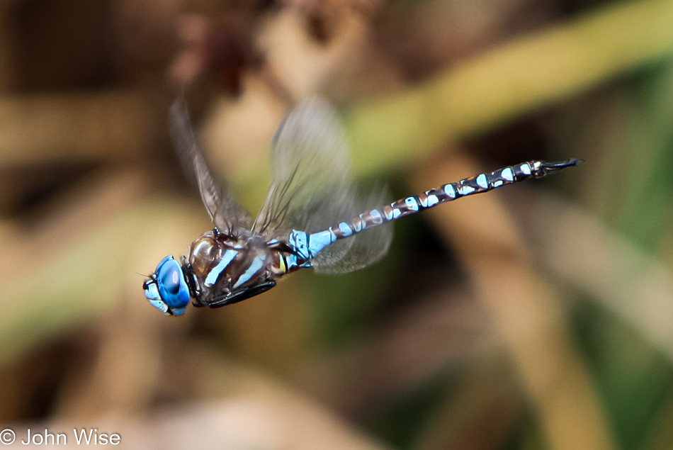 Blue dragonfly in Santa Barbara, California