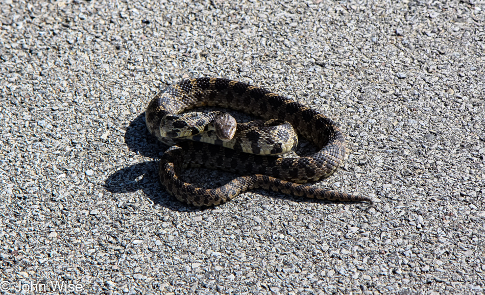 Snake in Northern Illinois by Lake Michigan