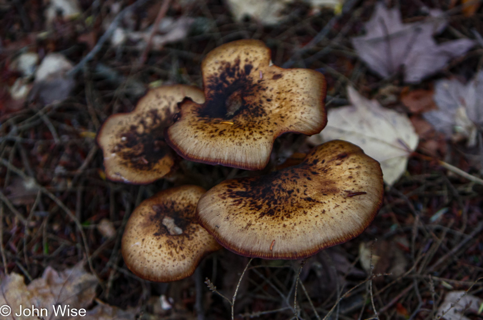 Fallison Lake Nature Trail near Boulder Junction, Wisconsin