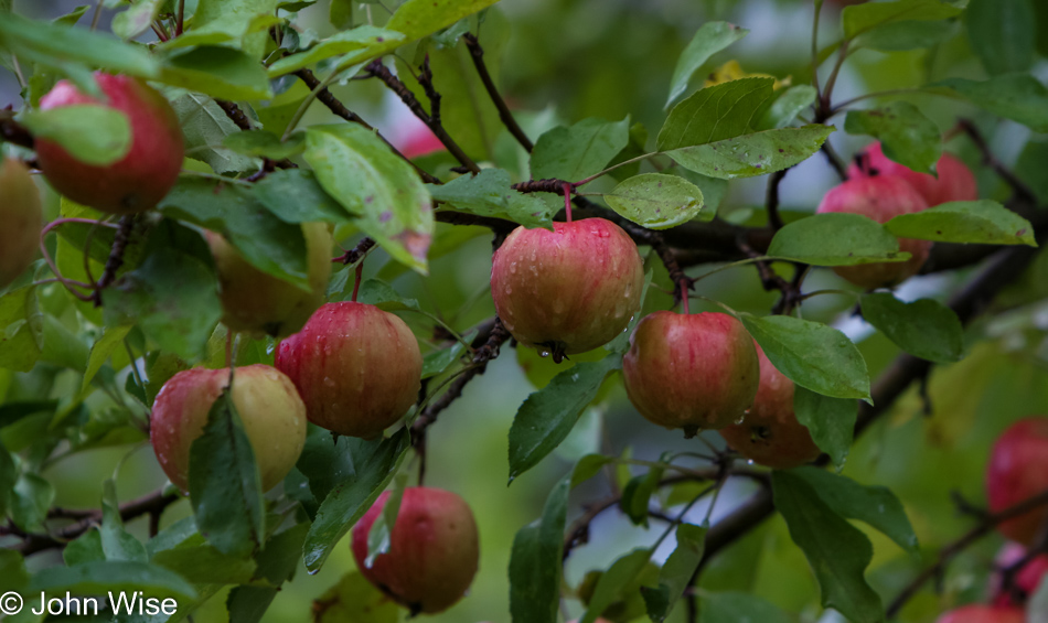 Apples on the Black River National Forest Scenic Byway, Michigan