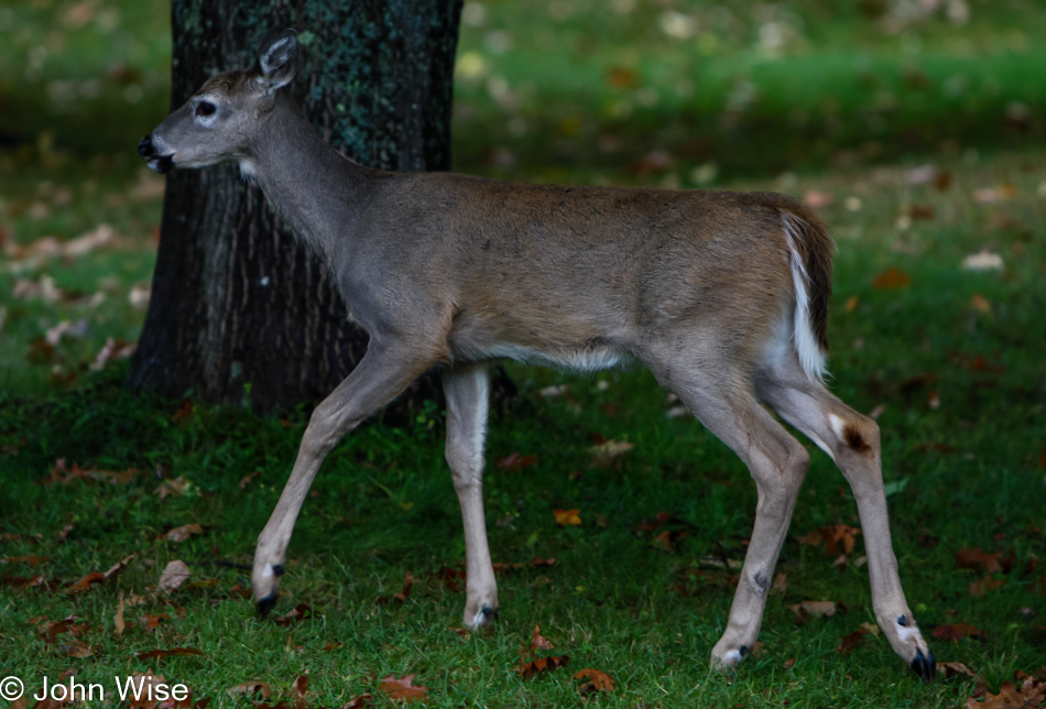 Deer on the Black River National Forest Scenic Byway, Michigan