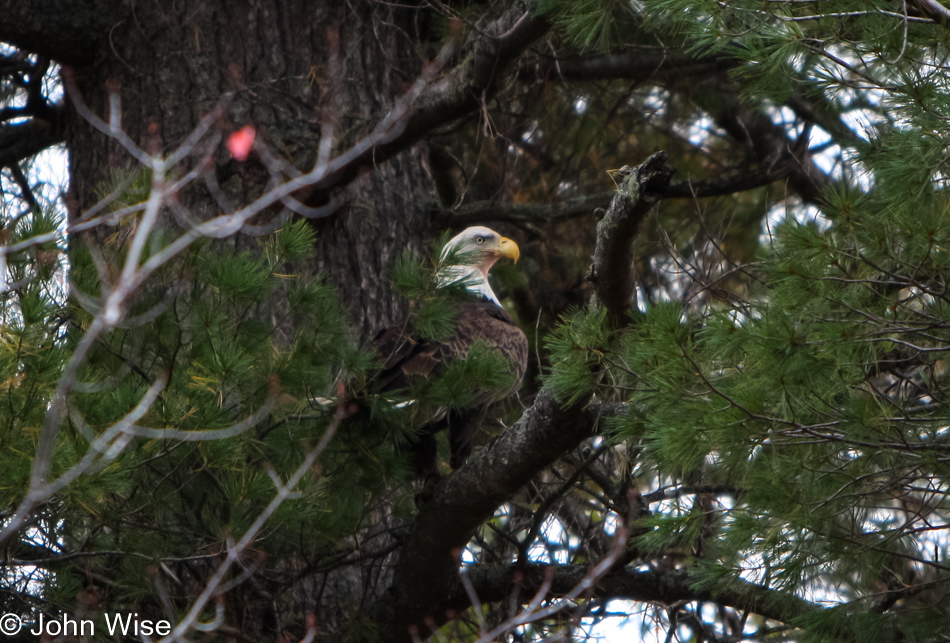 Bald Eagle off Highway 26 south of Houghton, Michigan