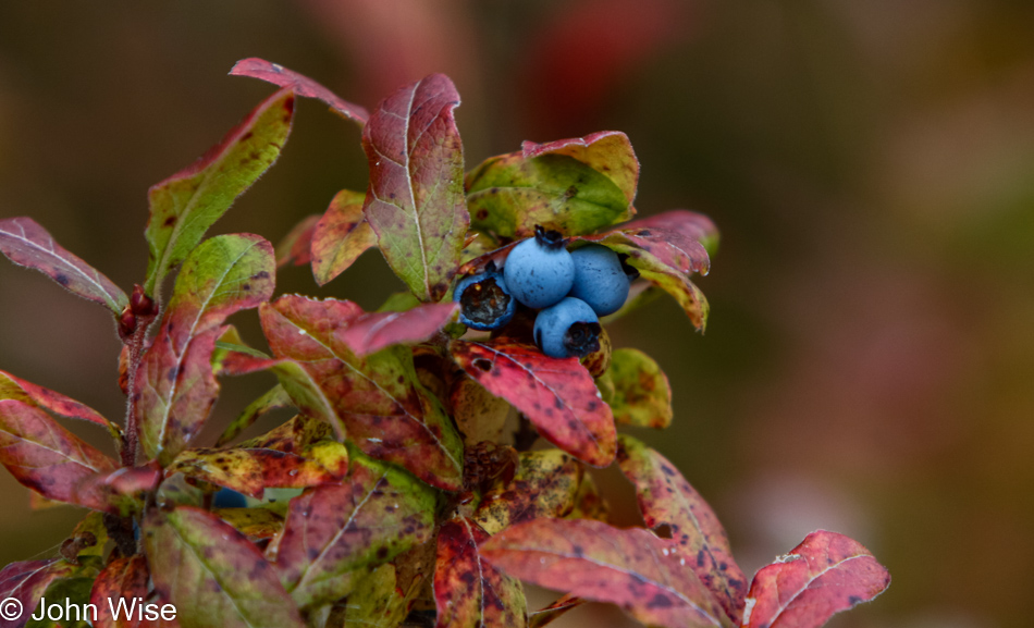 Wild blueberries found off Gay Lac La Belle Road Eastern Upper Peninsula, Michigan