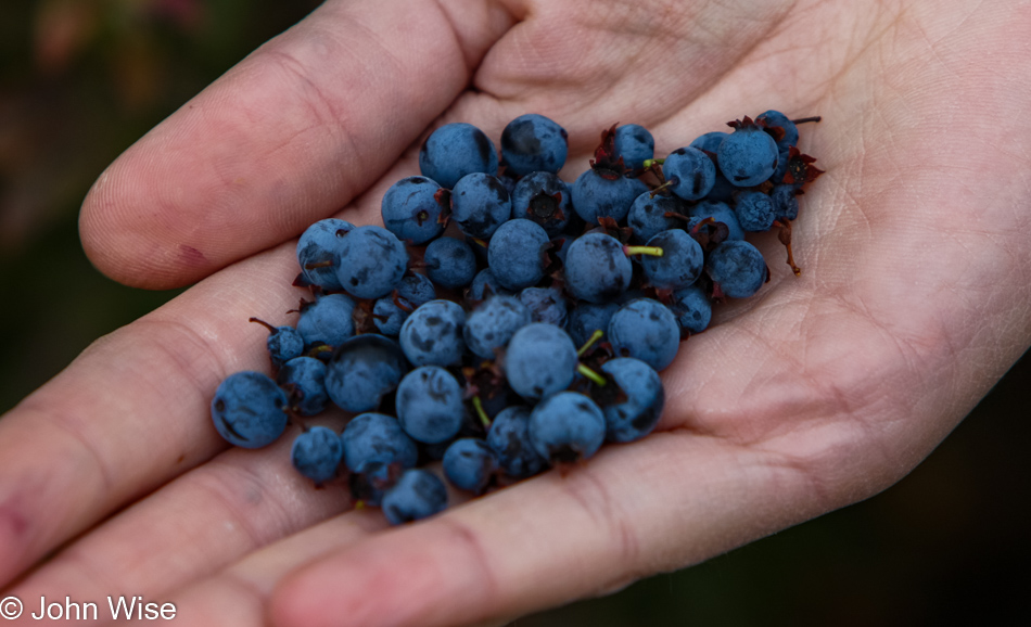 Wild blueberries found off Gay Lac La Belle Road Eastern Upper Peninsula, Michigan