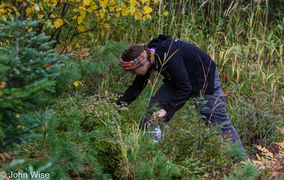 Caroline Wise picking Wild blueberries off Gay Lac La Belle Road Eastern Upper Peninsula, Michigan