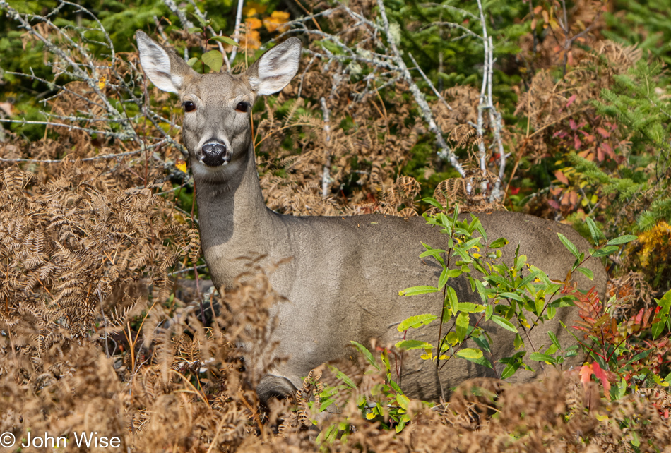 Deer on the Upper Peninsula, Michigan