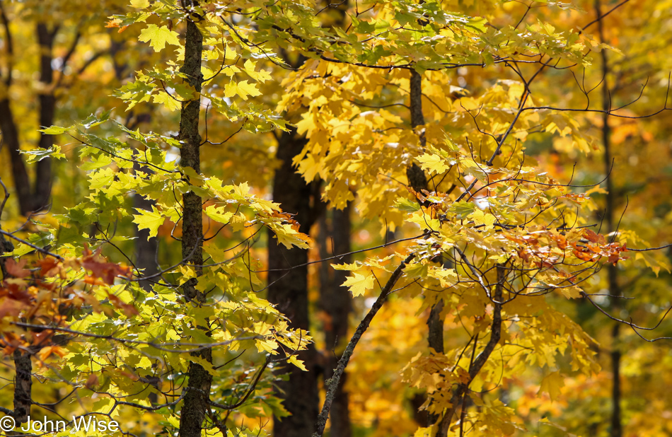 Leef peeping on the Upper Peninsula, Michigan