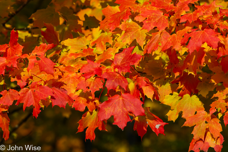 Leef peeping on the Upper Peninsula, Michigan