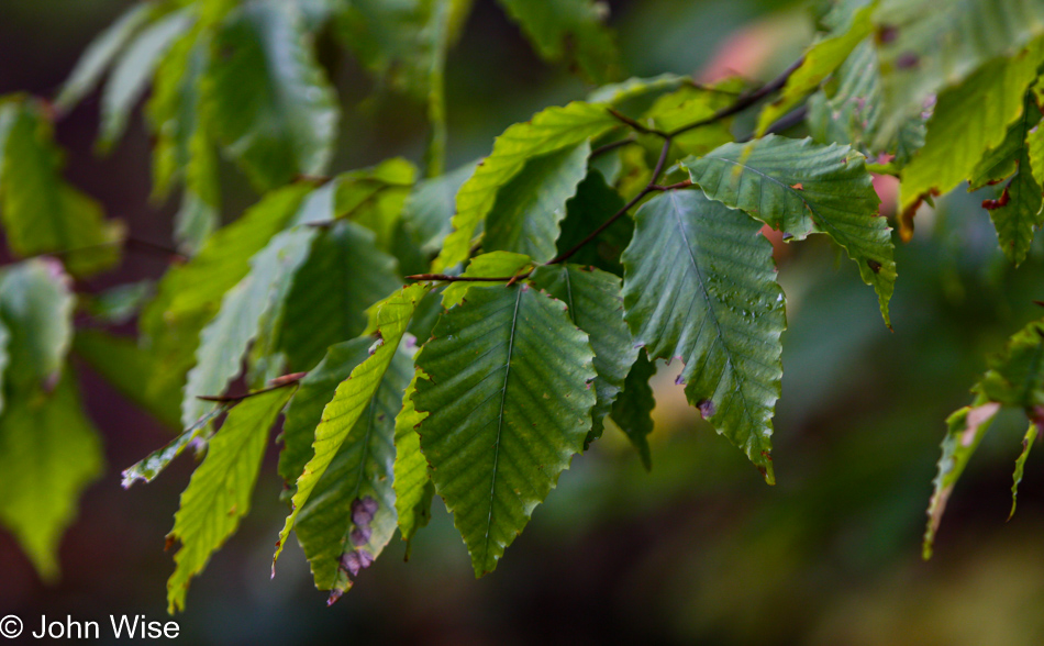 American Beech at Tahquamenon Falls State Park in Paradise, Michigan