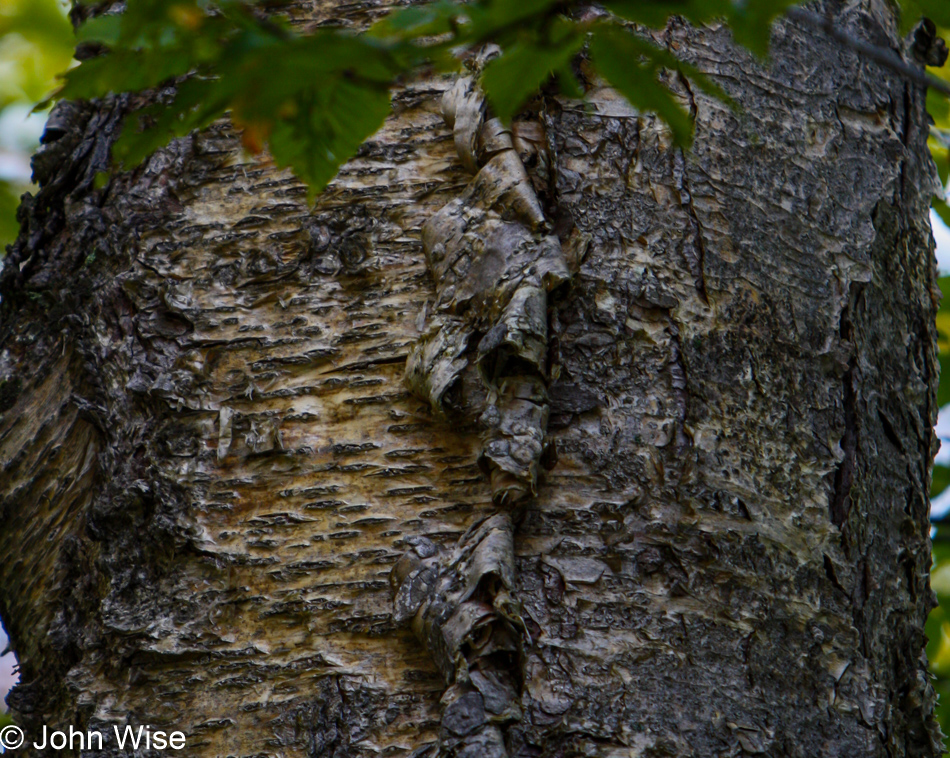 Yellow Birch at Tahquamenon Falls State Park in Paradise, Michigan