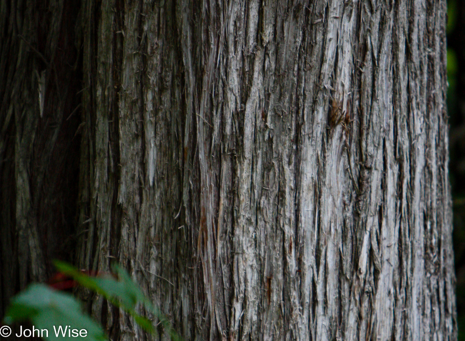 Northern White Cedar at Tahquamenon Falls State Park in Paradise, Michigan