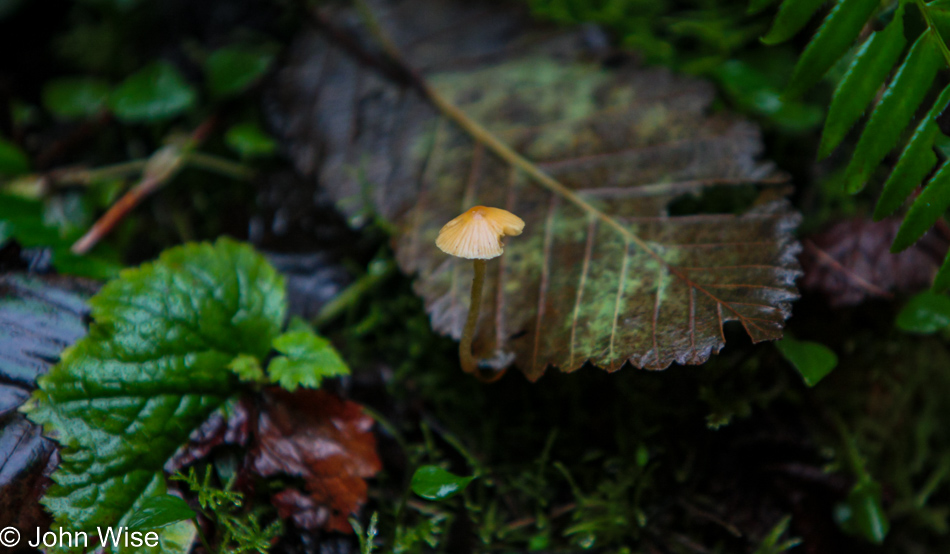 On trail at Munson Creek Falls near Pleasant Valley, Oregon