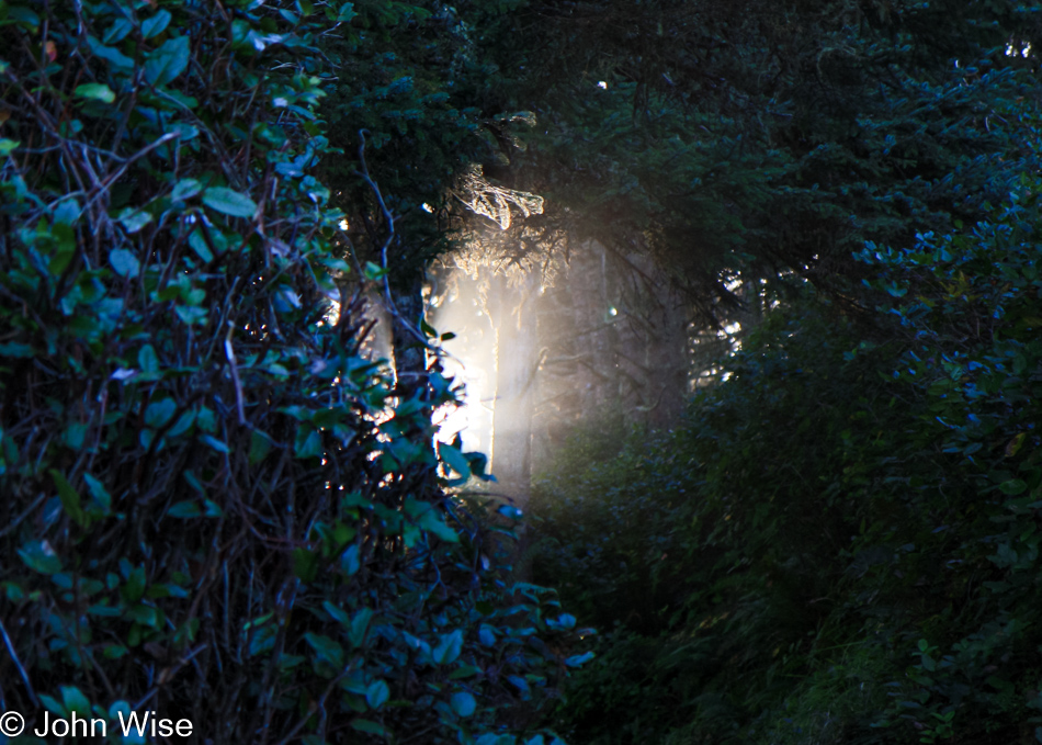 Cape Lookout trail in Oregon