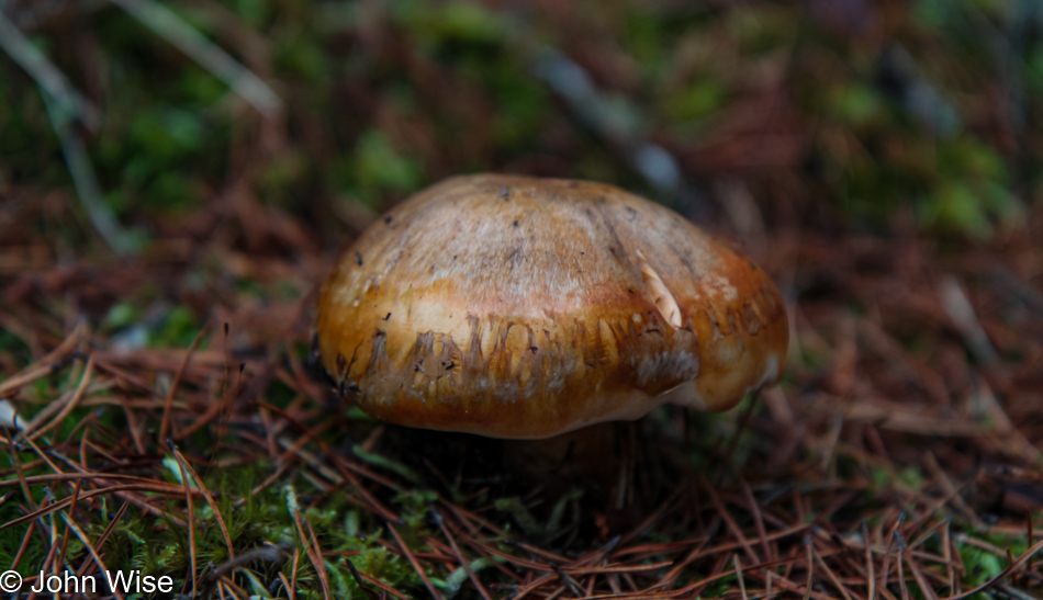 Wild mushrooms trail side at Clay Myers State Natural Area at Whalen Island, Oregon