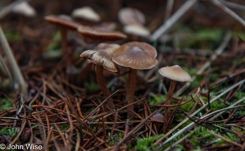 Wild mushrooms trail side at Clay Myers State Natural Area at Whalen Island, Oregon