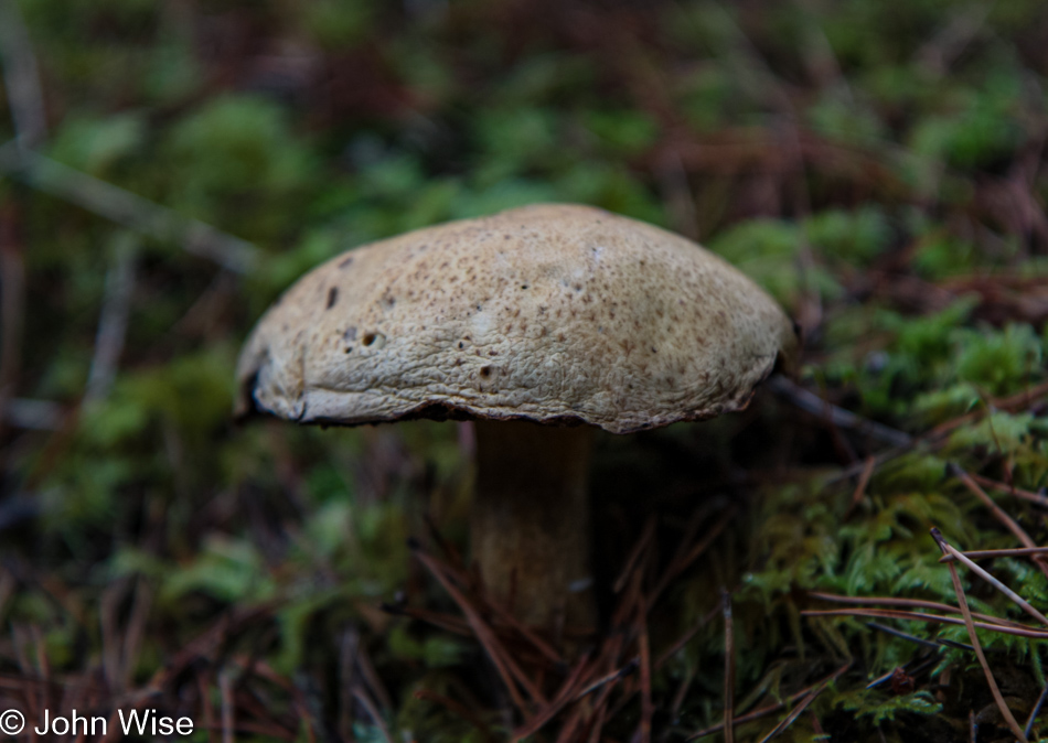 Wild mushrooms trail side at Clay Myers State Natural Area at Whalen Island, Oregon