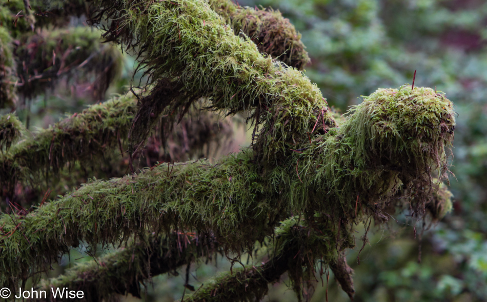 Carl G. Washburne Memorial State Park in Florence, Oregon