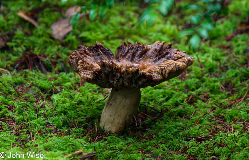 Carl G. Washburne Memorial State Park in Florence, Oregon