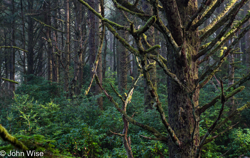 Carl G. Washburne Memorial State Park in Florence, Oregon