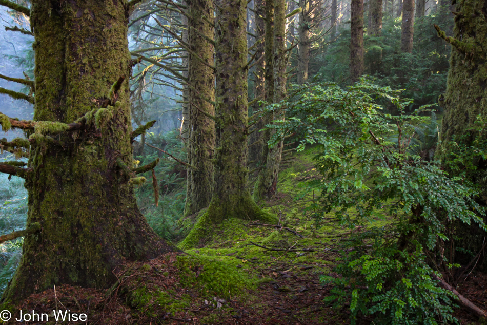 Carl G. Washburne Memorial State Park in Florence, Oregon