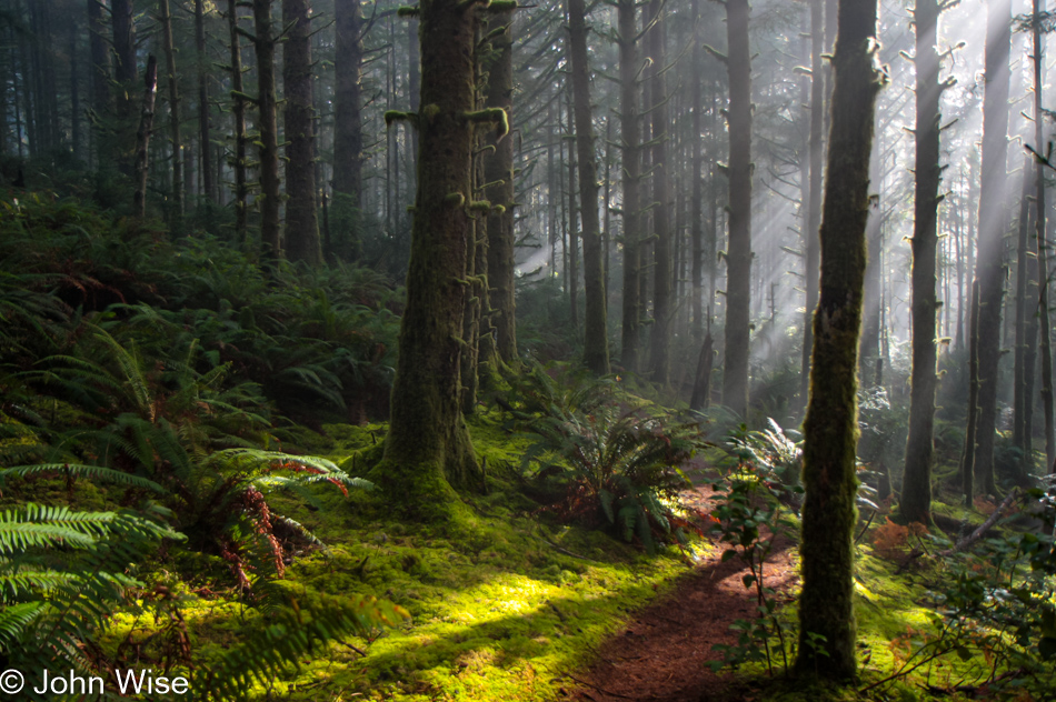 Carl G. Washburne Memorial State Park in Florence, Oregon