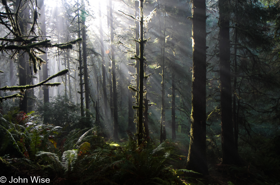 Carl G. Washburne Memorial State Park in Florence, Oregon