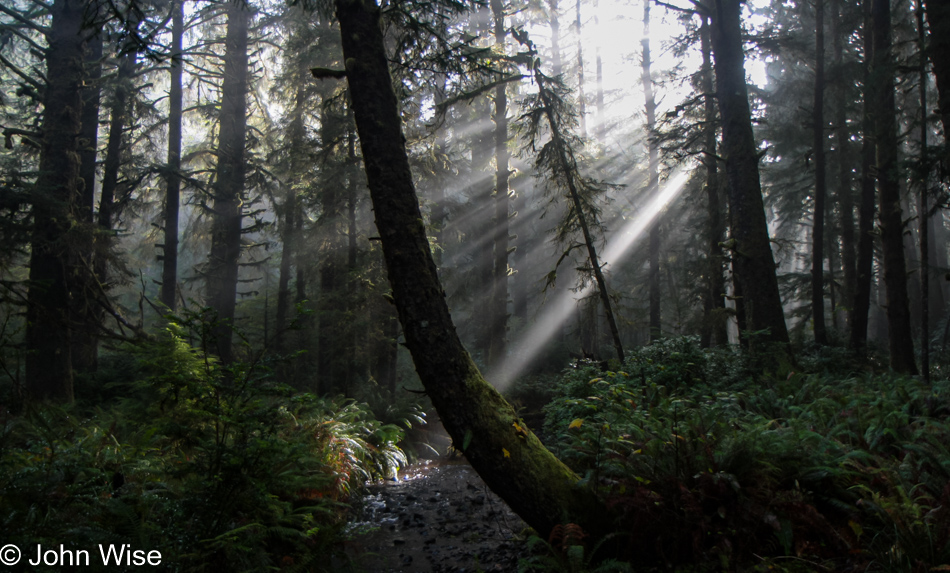 Carl G. Washburne Memorial State Park in Florence, Oregon