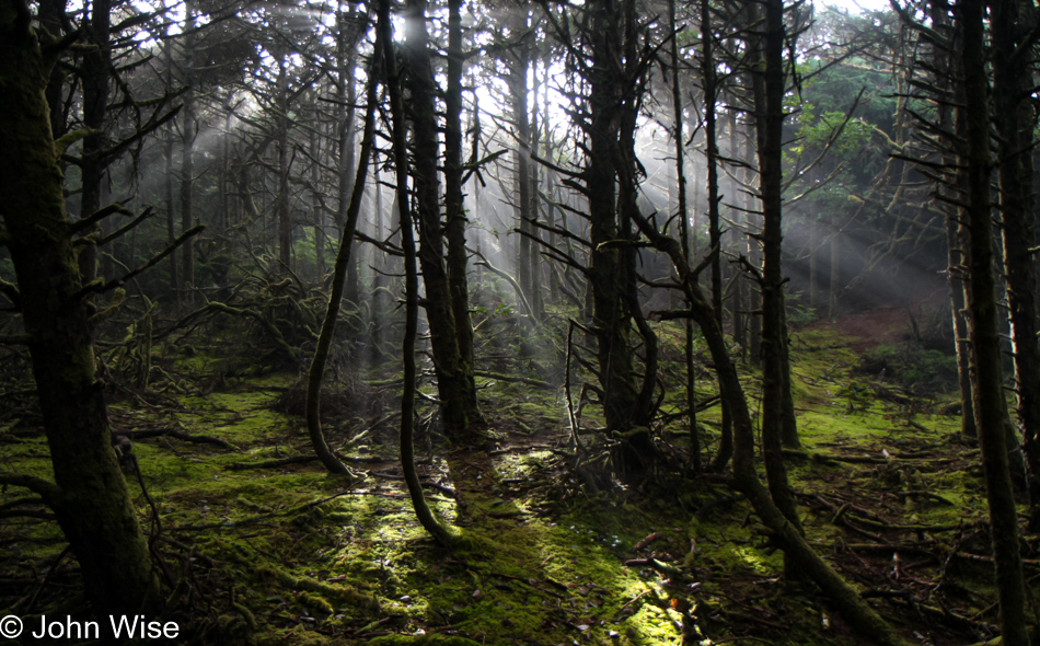 Carl G. Washburne Memorial State Park in Florence, Oregon