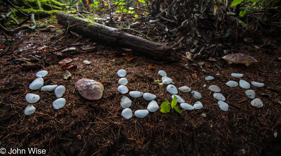 The Hobbit Trail at the Carl G. Washburne Memorial State Park in Florence, Oregon