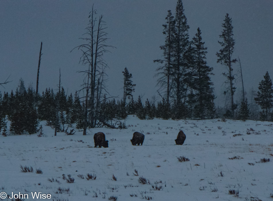 Winter in Yellowstone National Park, Wyoming