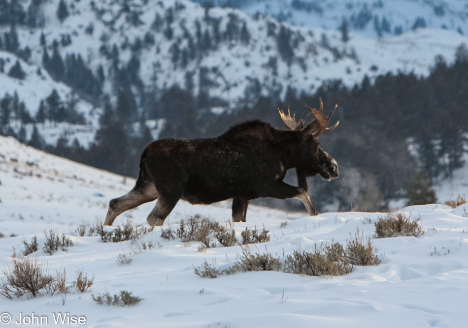A bull moose trekking across the snow during winter in Yellowstone National Park, Wyoming