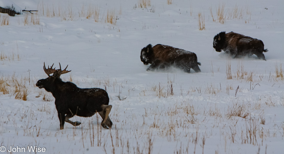 A bull moose trekking across the snow during winter in Yellowstone National Park, Wyoming