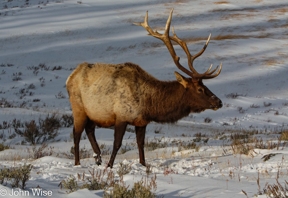 Winter in Yellowstone National Park, Wyoming