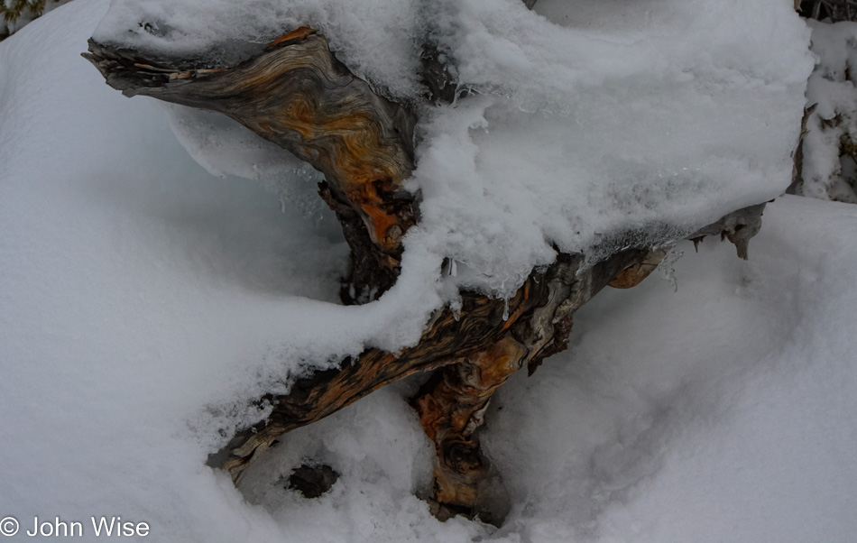 Winter at Norris Geyser Basin in Yellowstone National Park, Wyoming