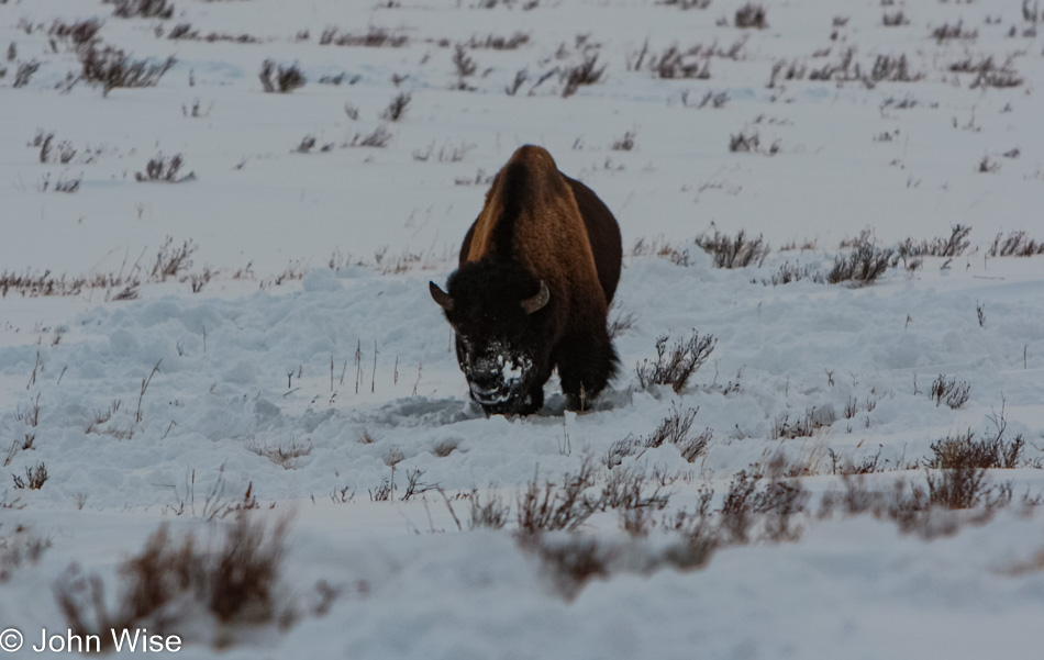 Winter in Yellowstone National Park, Wyoming