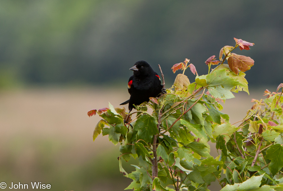 Bird along the Chesapeake Bay, Maryland