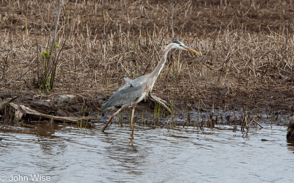 Bird along the Chesapeake Bay, Maryland