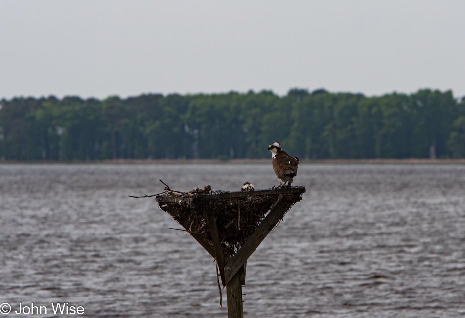 Bird along the Chesapeake Bay, Maryland