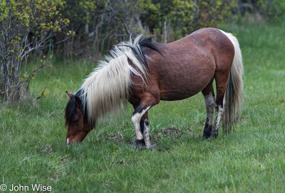 Assateague Island National Seashore in Maryland