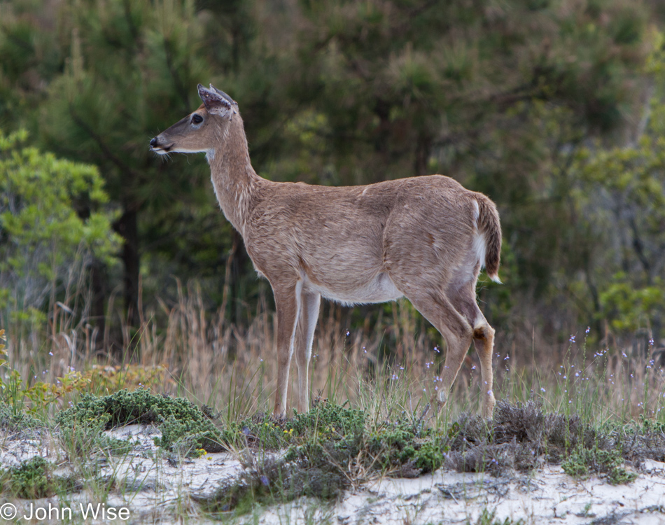 Assateague Island National Seashore in Maryland