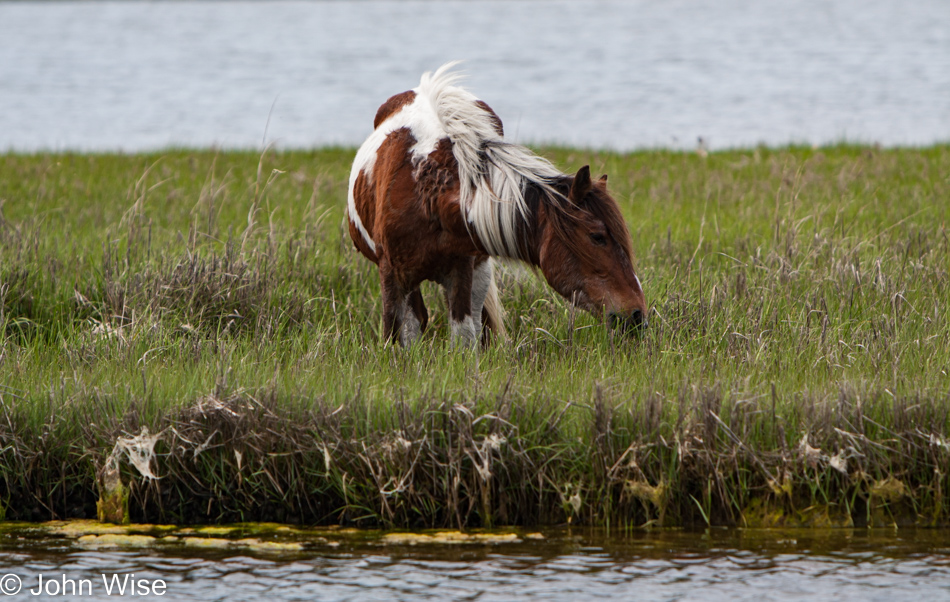 Assateague Island National Seashore in Maryland