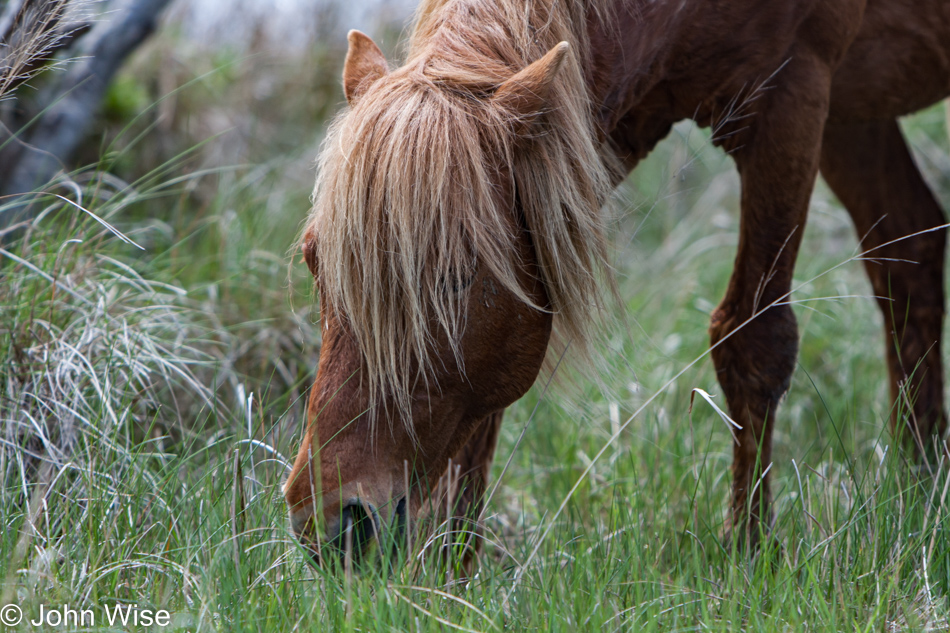 Assateague Island National Seashore in Maryland