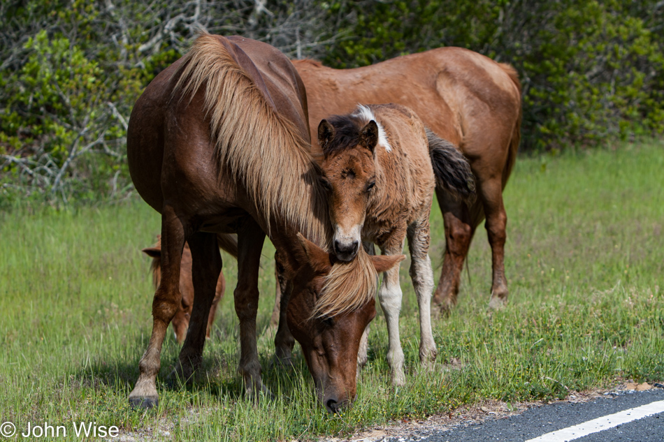 A mare and foal on Assateague Island National Seashore in Maryland