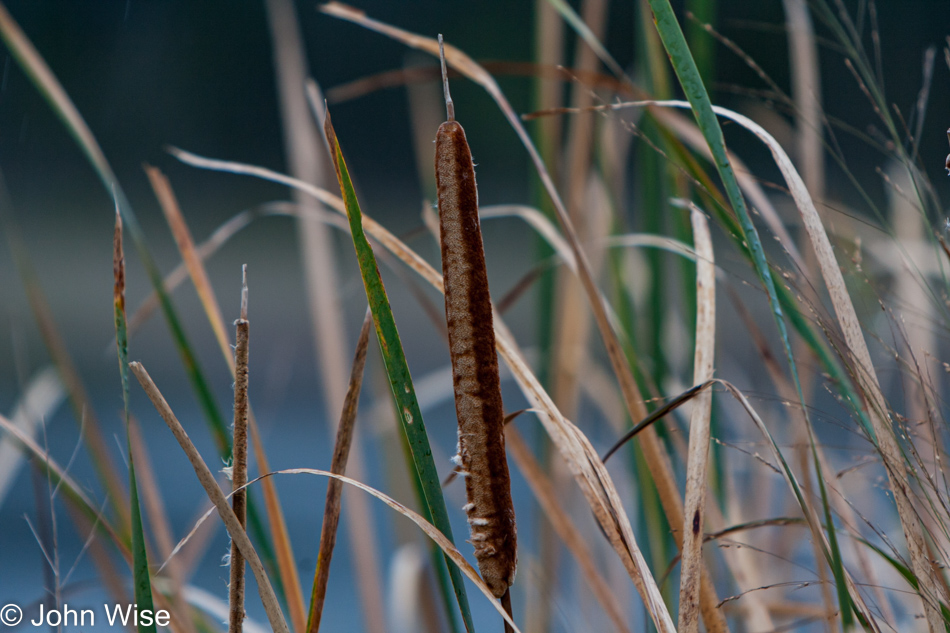 Cattails at water's edge at the Blackwater Wildlife Refuge in Maryland
