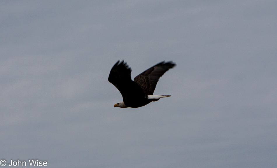 Bald eagle at the Blackwater Wildlife Refuge in Maryland