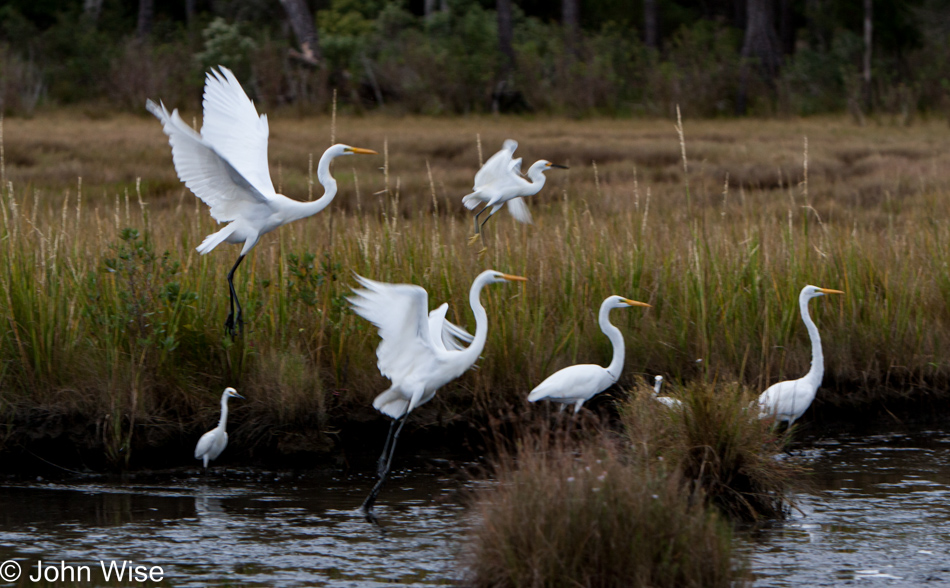 Cranes at the Blackwater National Wildlife Refuge in Maryland