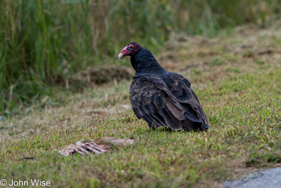 Buzzard at Blackwater Wildlife Refuge in Maryland